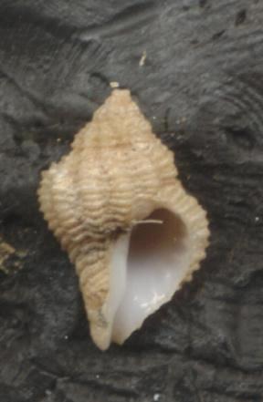 Coralliophila  panormitana